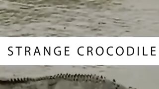 Strange crocodile