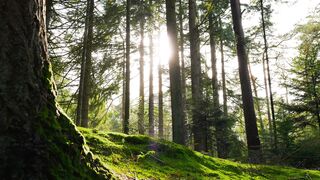 The best things in nature are sunshine and forests