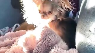 Funny Dogs from Tik Tok - Try not to laugh - Funny Dog - Funny Animals Life - Cute Dogs 2