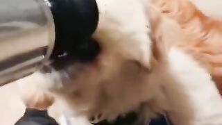 Funny Dogs from Tik Tok - Try not to laugh - Funny Dog - Funny Animals Life - Cute Dogs 3