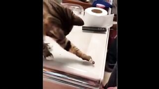 Funniest Animals - Best Of The 2021 Funny Animal Videos 2