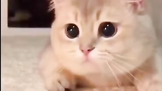 Cute Funny CAts