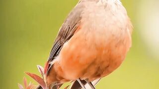 Birds singing melodiously