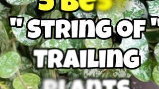 5 BEST STRING OF TRAILING  PLANTS FOR HOME #GARDEN #PLANTS #TRENDING #VIRAL #FLOWERS