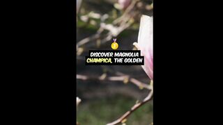 Unveiling the Magic of Magnolia Champaca: The Golden Gem of Your Garden