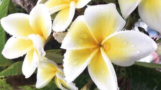 Transform Your Garden with Magnolia Champaca: The Fragrant Golden Gem