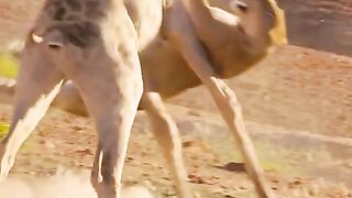 a life and death fight between a lion and a giraffe