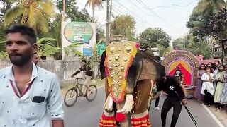 A elephant can dance? Yes he can