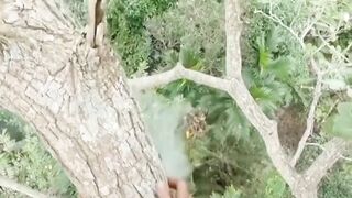 An unlucky man wanted to take honey from a tree