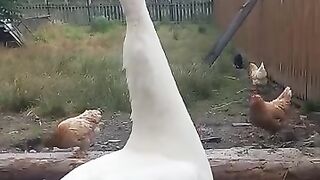 White peacock 3