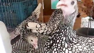 Beautiful chicken in the cage
