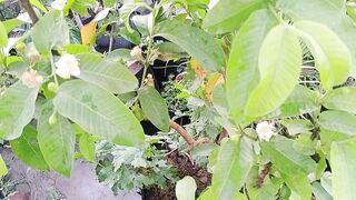 امرود کا پھل کیسے بڑھایا جائے اور جامن پہ پھل کیوں نہیں ا رہا