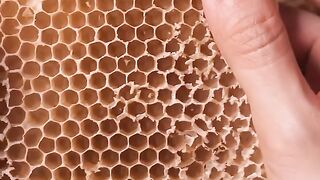 ASMR Satisfying Beeswax Honeycomb Crushing