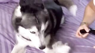 Funny dogs being scared