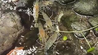 The excitement of hunting for shrimp in the river.