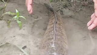 Catching snakehead fish in the river with bare hands.
