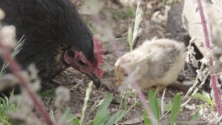 Child and mother chicken