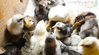 The chicks are gathering