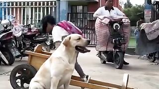 Funny video dog ????