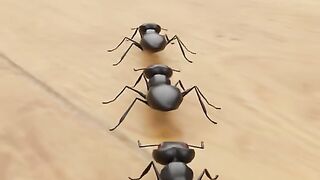 Why do ants chase each other