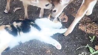 A cat that is popular with deer
