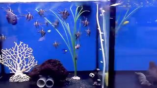 Aquarium hobby 3