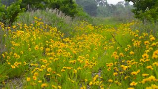 a meadow full of wildflowers 2