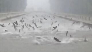 Shenyang, China, recorded one of the largest rainstorms in 73 years.   But why do fish behave like this?