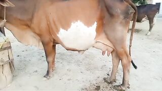 Biggest cow for sale in Pakistan and Bangladesh India