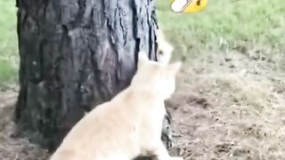 A cat playing with a fox