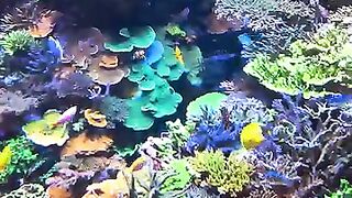 Aquarium 8