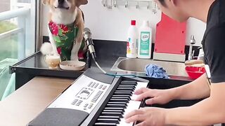 Dog song.  Nice. Song.  Please subscribe.