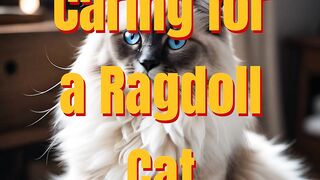 Caring for a Ragdoll Cat