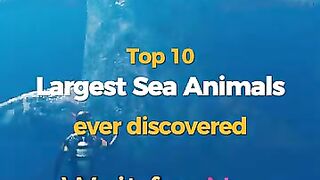 Biggest animals in sea wow