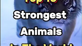 Top 10 strongest animals in the world