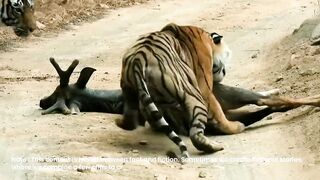 Gigantic Tiger Shows Its Supremacy Over Another Tiger 2