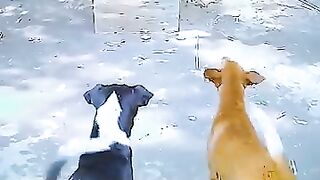 Dog mirror Prank