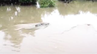 Moments later, the young man was almost eaten by a crocodile