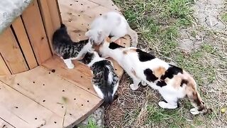 Cute kittens played after eating  . Sweet and beautiful Kittens.