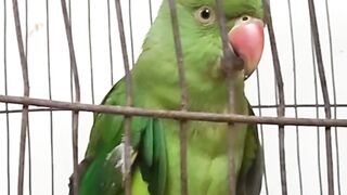 Observing the Quiet Parrot A Cage-side Contemplation