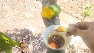 Rujak mangga diatas pohon