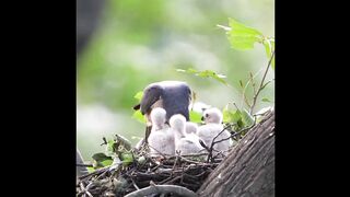 Beautiful scene isn't it. The mother bird is feeding the chicks. Let's be a follower for him