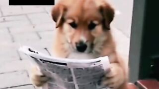 Dog Reads Newspaper