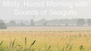 Misty, Humid Morning with Sounds of Seagulls - Fri 02/Aug/24