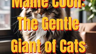 Maine Coon: The Gentle Giant of Cats 2