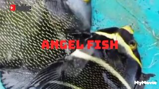 Angel Fish Ikan air Laut yang Cantiq