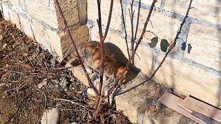 A very cute kitten is eating ???? Watch until the end