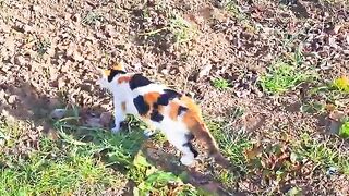 Cute cat and cute kitten resting in the field