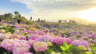 Beautiful flowers and awesome view