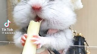 Mouse eating food #febspot #viral #fyp